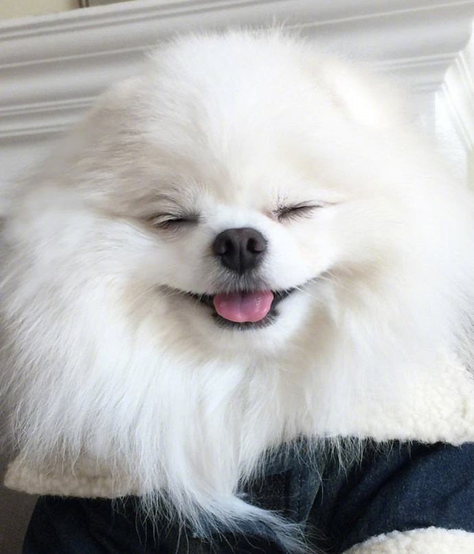 萌宠狗狗图片_博美的治愈系笑容图片
