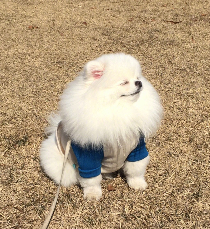 萌宠狗狗图片_博美的治愈系笑容图片