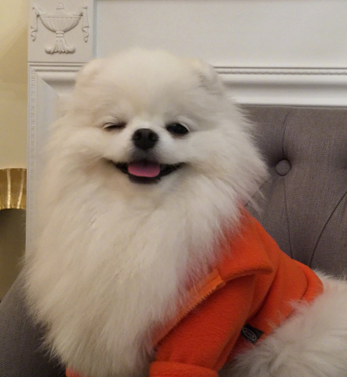 萌宠狗狗图片_博美的治愈系笑容图片