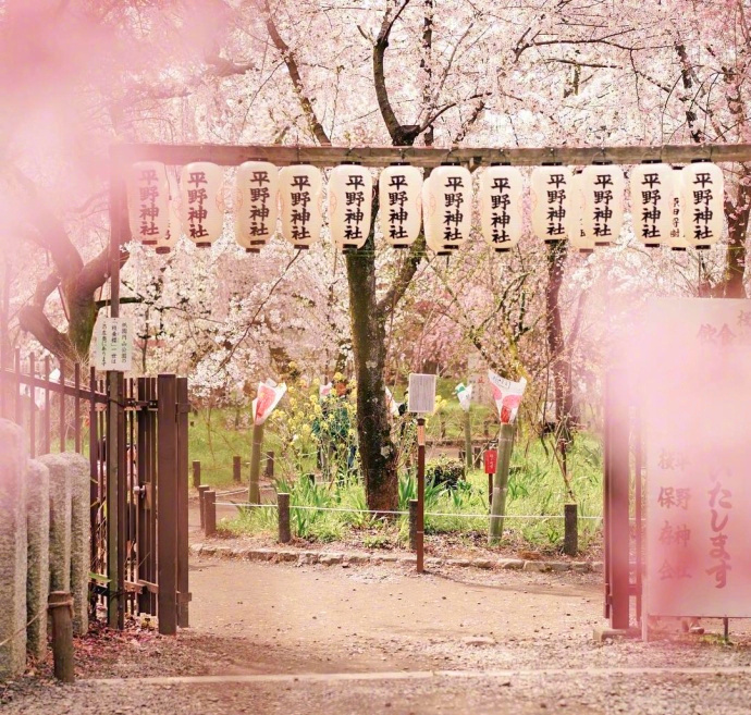 2018樱花季风景图片