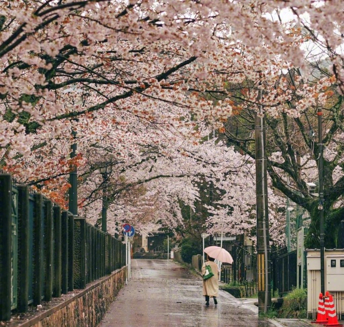 2018樱花季风景图片