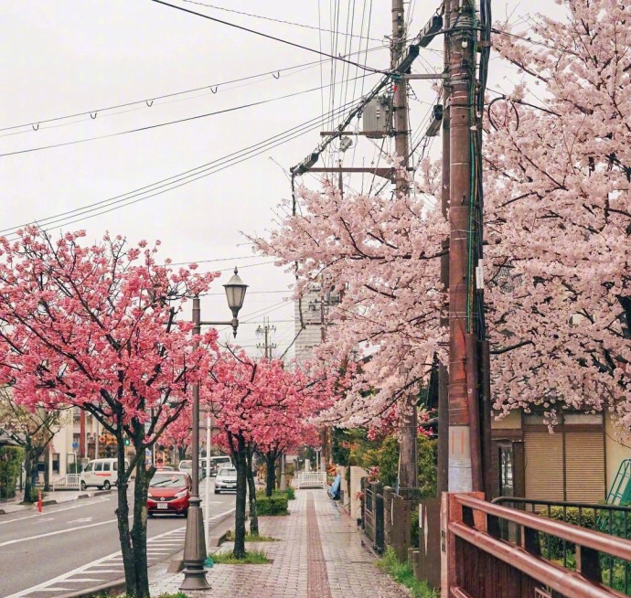 2018樱花季风景图片