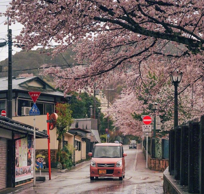 2018樱花季风景图片