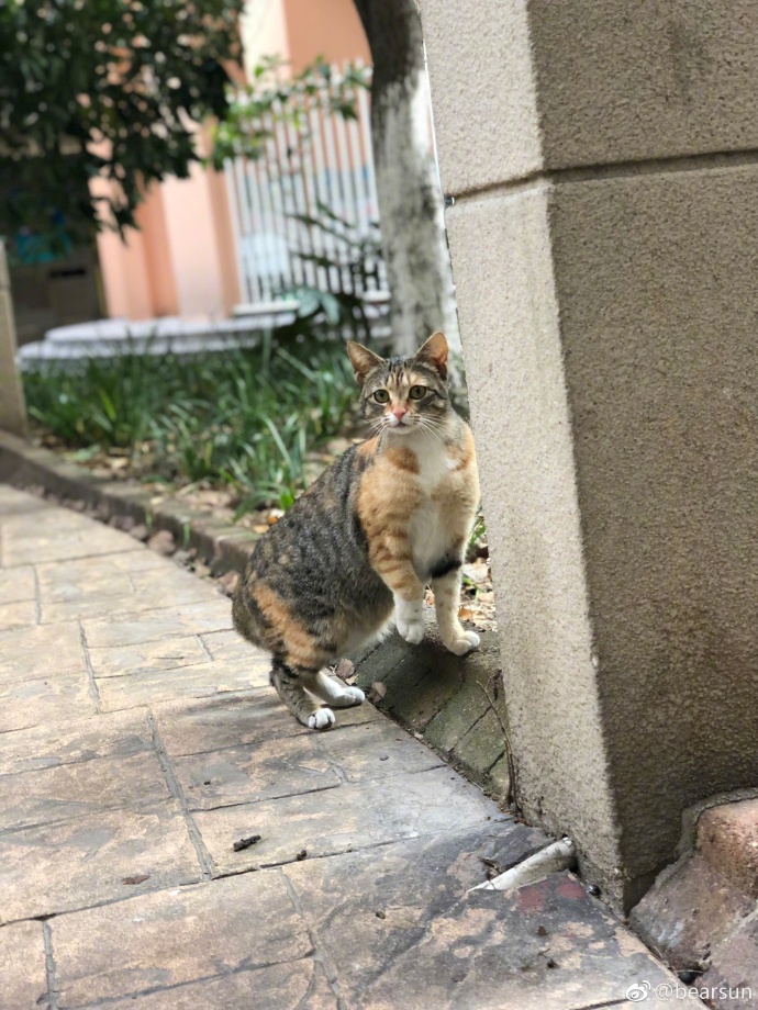 萌宠喵星人图片_流浪三花猫咪图片