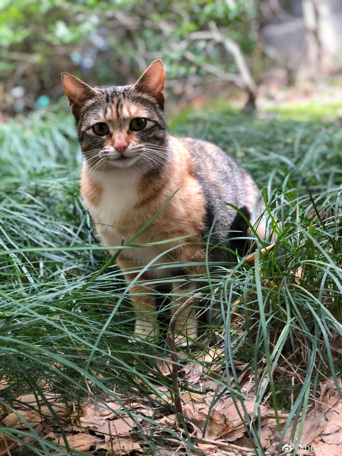萌宠喵星人图片_流浪三花猫咪图片
