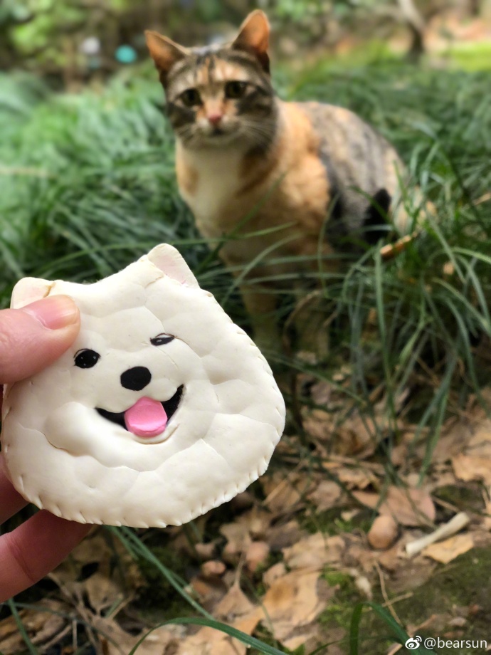 萌宠喵星人图片_流浪三花猫咪图片