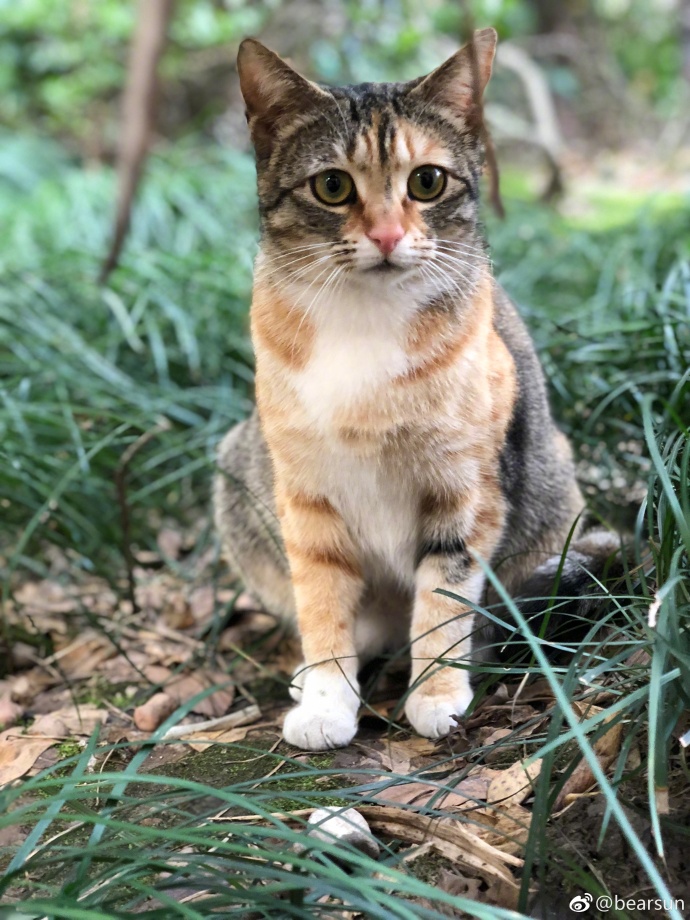 萌宠喵星人图片_流浪三花猫咪图片
