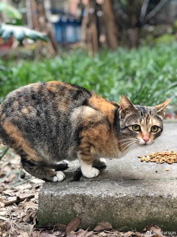 萌宠喵星人图片_流浪三花猫咪图片