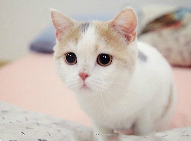 被大眼睛小猫咪这样盯着感觉心都要被融化了