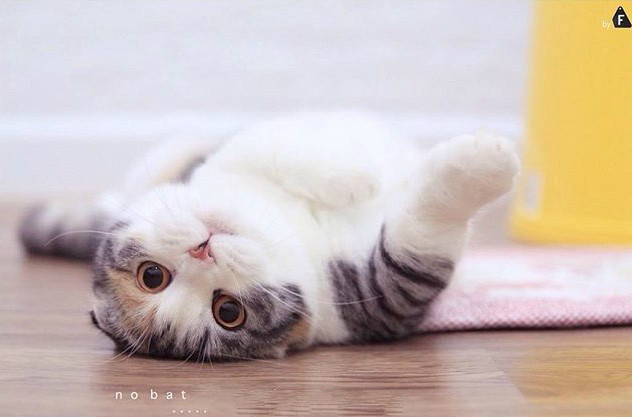 被大眼睛小猫咪这样盯着感觉心都要被融化了