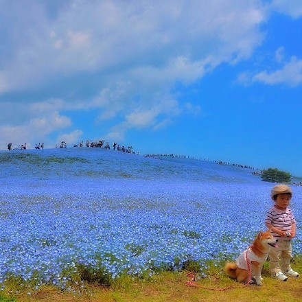 日本Hitashi公园的蓝色粉蝶花花海风景图片
