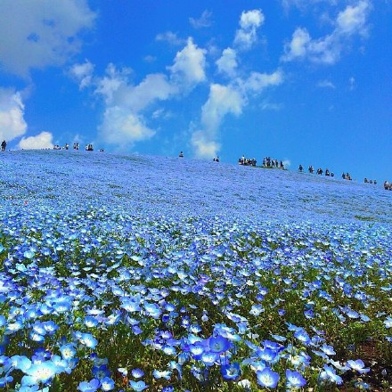 日本Hitashi公园的蓝色粉蝶花花海风景图片