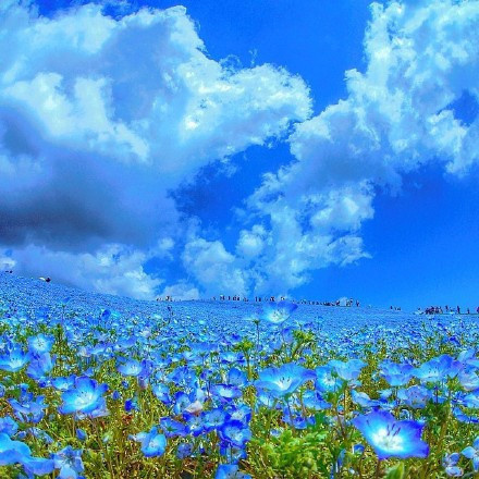 日本Hitashi公园的蓝色粉蝶花花海风景图片