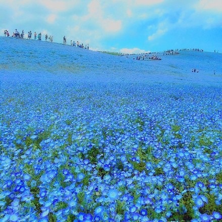 日本Hitashi公园的蓝色粉蝶花花海风景图片
