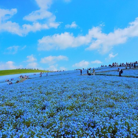 日本Hitashi公园的蓝色粉蝶花花海风景图片