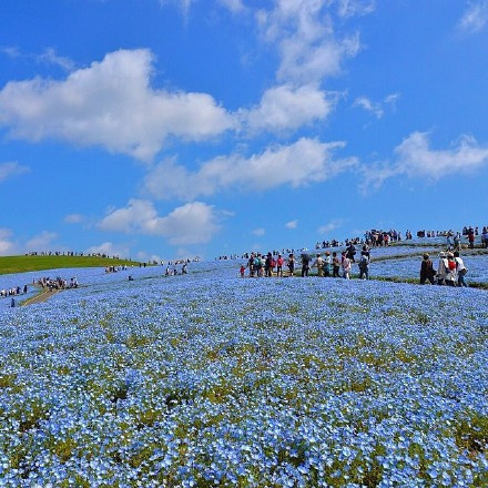 日本Hitashi公园的蓝色粉蝶花花海风景图片