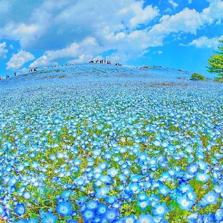 日本Hitashi公园的蓝色粉蝶花花海风景图片