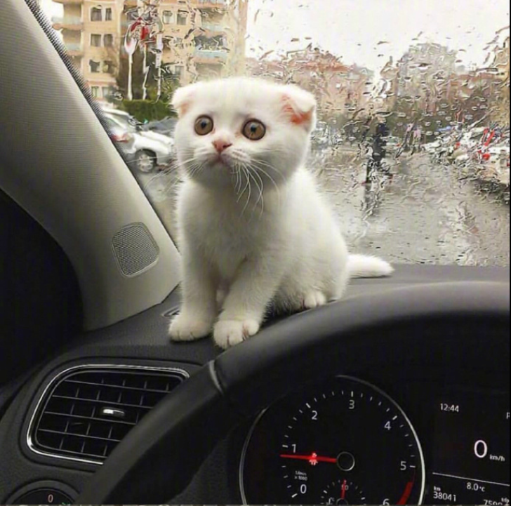 萌宠喵星人图片_可爱小奶猫咪图片