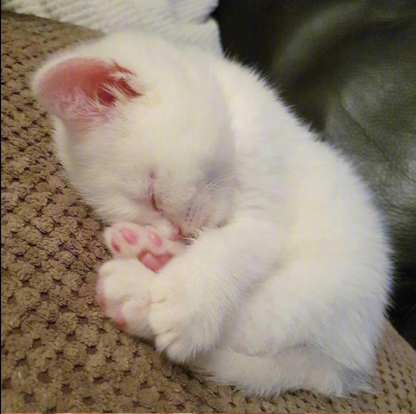萌宠喵星人图片_可爱小奶猫咪图片