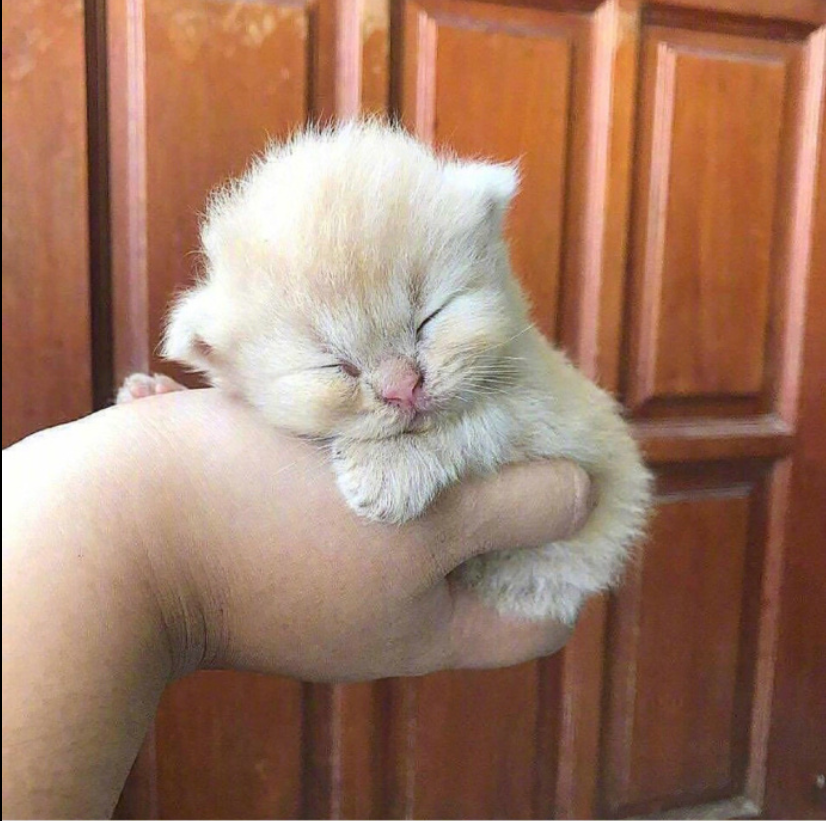 萌宠喵星人图片_可爱小奶猫咪图片