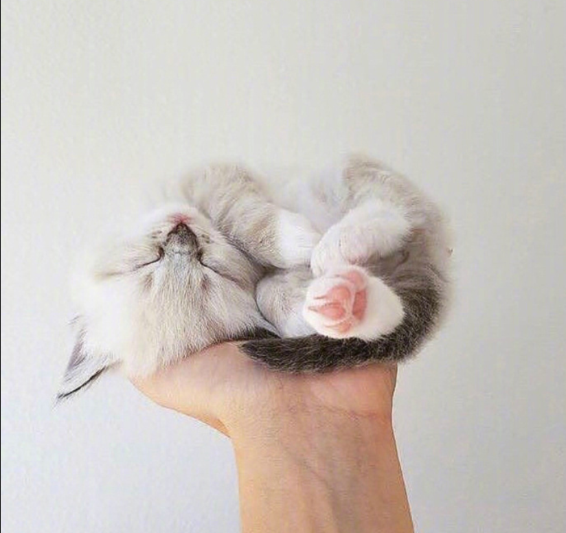 萌宠喵星人图片_可爱小奶猫咪图片