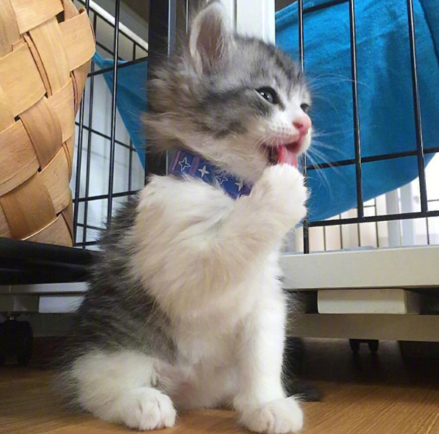 萌宠喵星人图片_可爱小奶猫咪图片