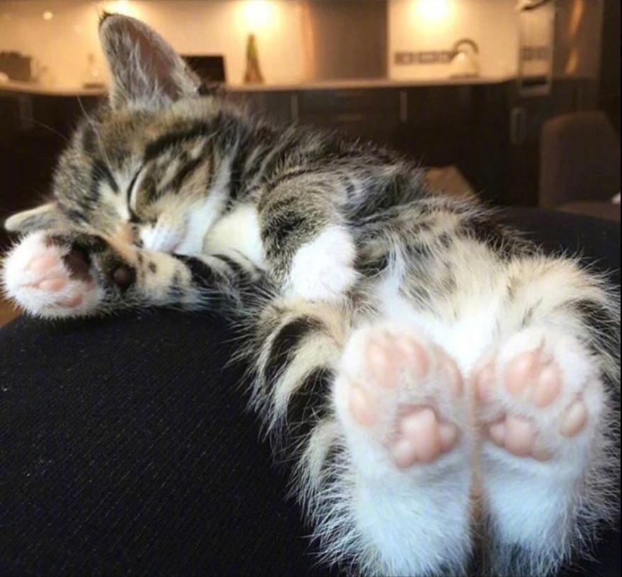 萌宠喵星人图片_可爱小奶猫咪图片