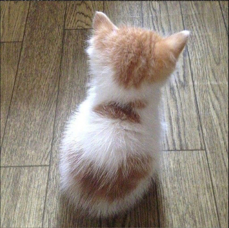 萌宠喵星人图片_可爱小奶猫咪图片