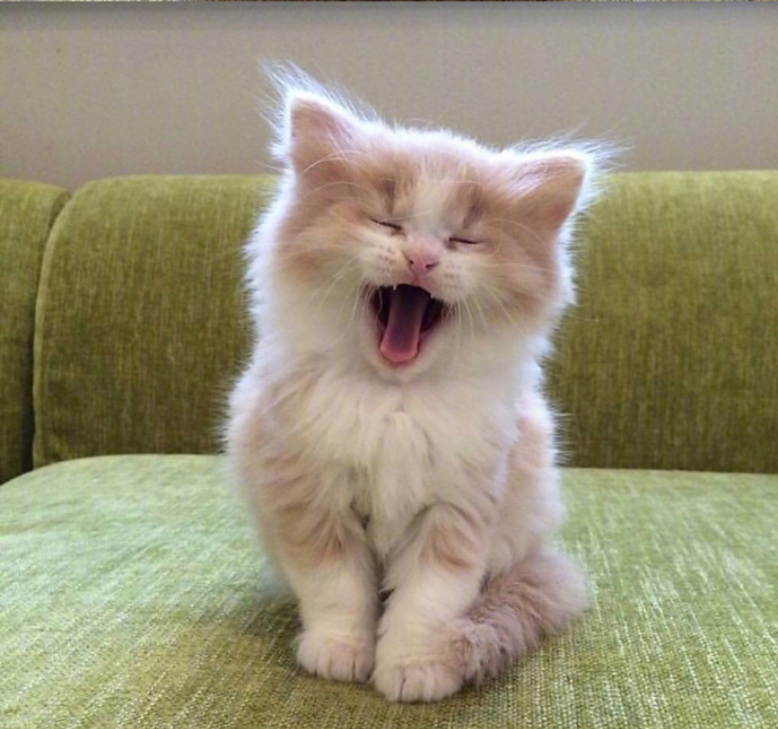 萌宠喵星人图片_可爱小奶猫咪图片