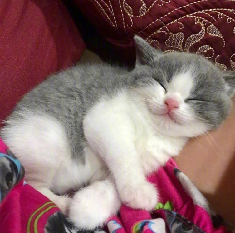 萌宠喵星人图片_可爱小奶猫咪图片