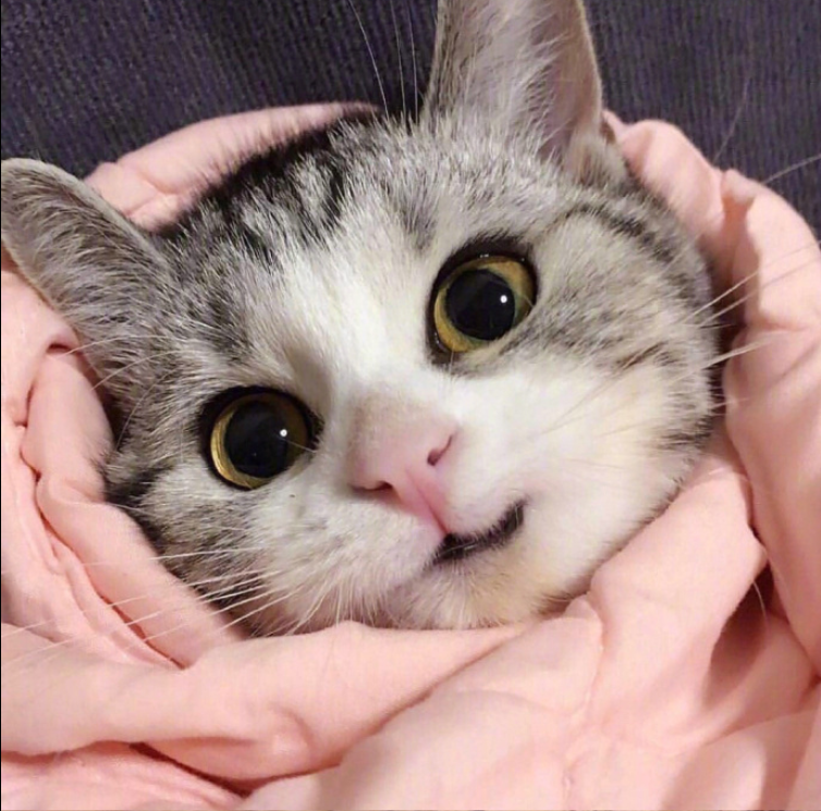 萌宠喵星人图片_可爱小奶猫咪图片