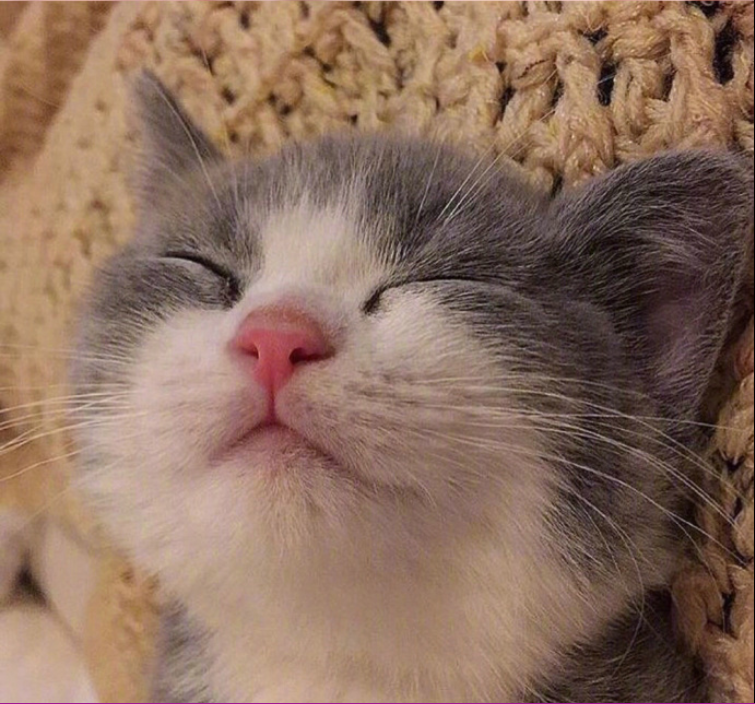 萌宠喵星人图片_可爱小奶猫咪图片