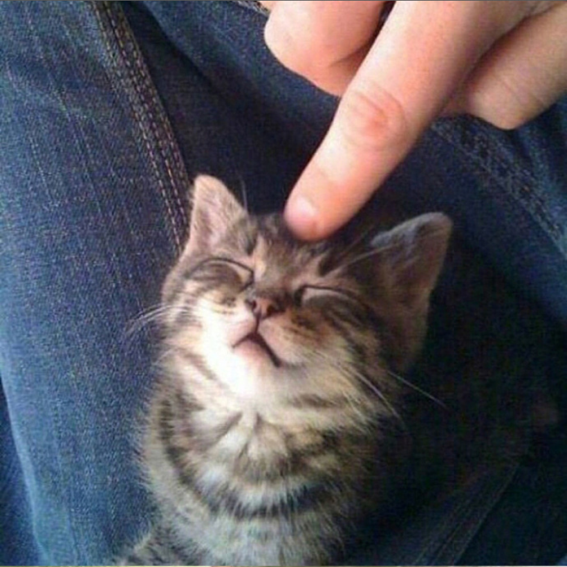 萌宠喵星人图片_可爱小奶猫咪图片