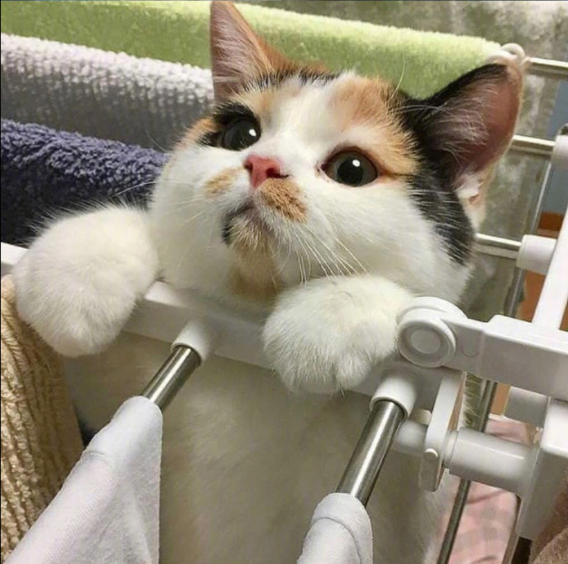 萌宠喵星人图片_可爱小奶猫咪图片