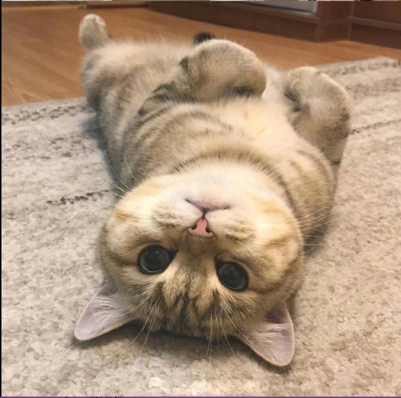 萌宠喵星人图片_可爱小奶猫咪图片