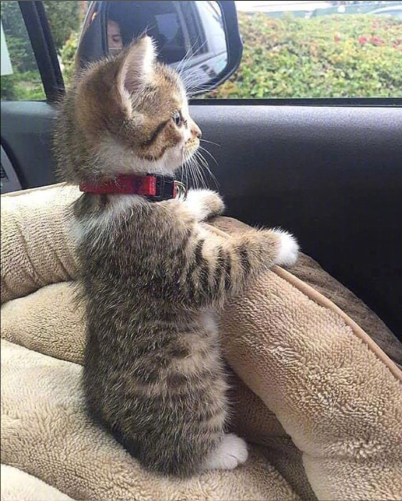 萌宠喵星人图片_可爱小奶猫咪图片