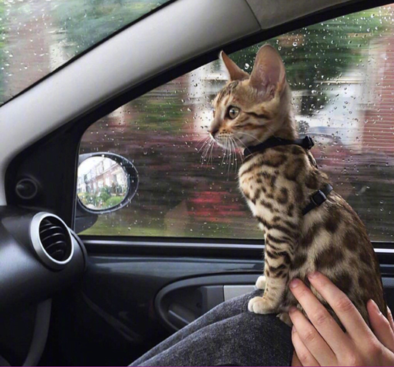 萌宠喵星人图片_可爱小奶猫咪图片