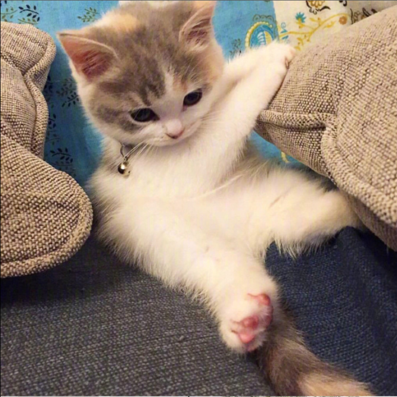 萌宠喵星人图片_可爱小奶猫咪图片