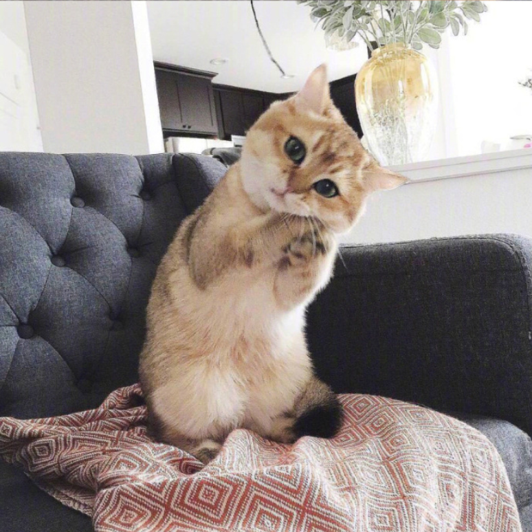 萌宠喵星人图片_可爱小奶猫咪图片