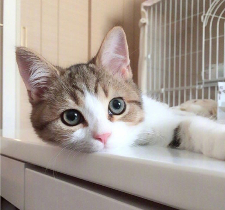 萌宠喵星人图片_可爱小奶猫咪图片