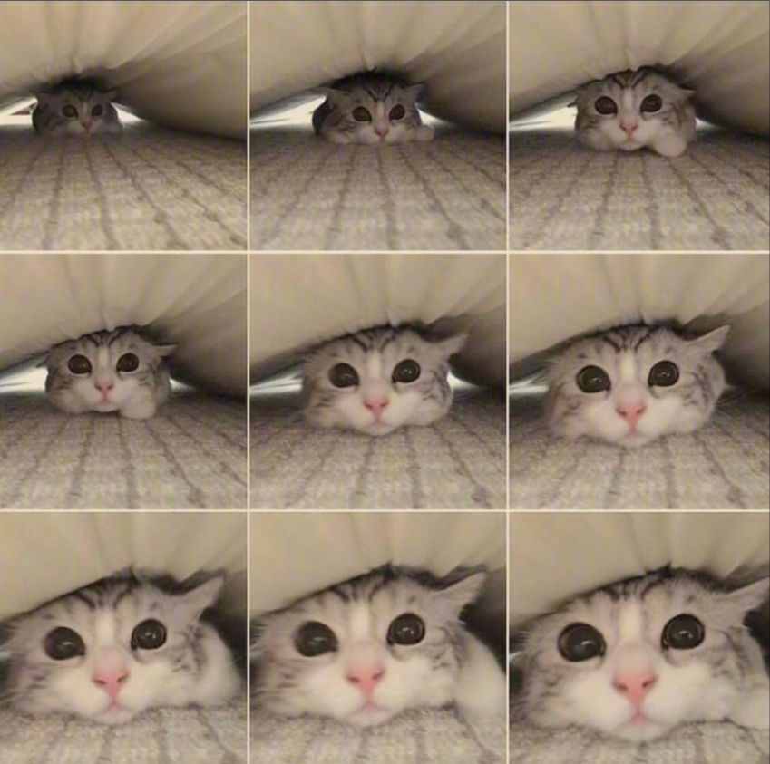 萌宠喵星人图片_可爱小奶猫咪图片