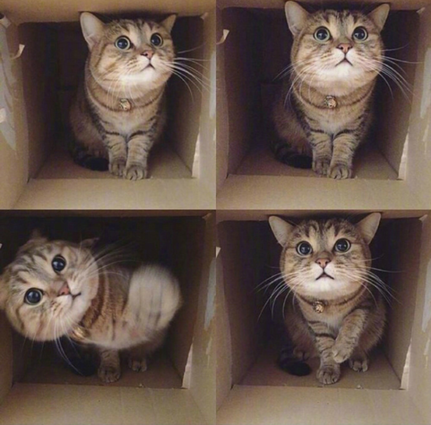 萌宠喵星人图片_可爱小奶猫咪图片