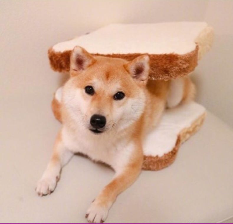 萌宠狗狗图片_可爱柴犬图片