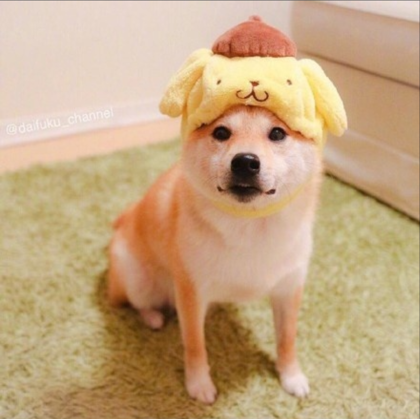 萌宠狗狗图片_可爱柴犬图片