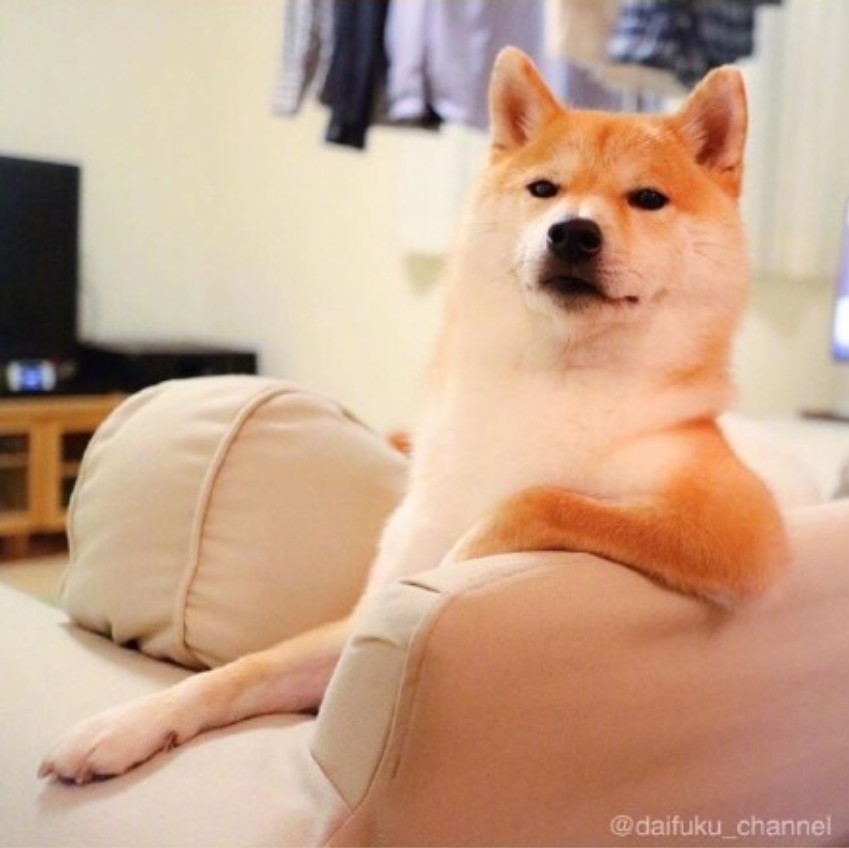 萌宠狗狗图片_可爱柴犬图片