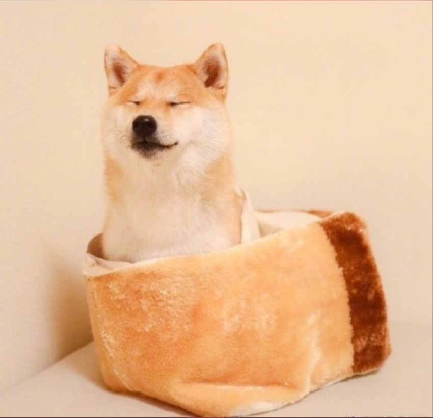 萌宠狗狗图片_可爱柴犬图片