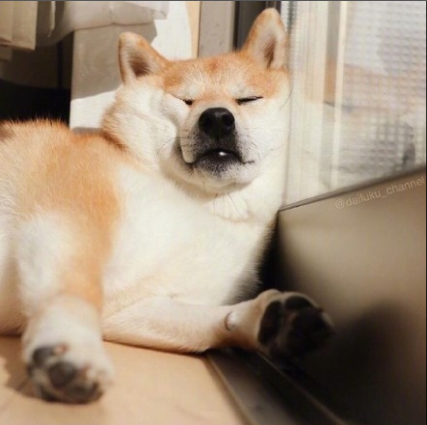 萌宠狗狗图片_可爱柴犬图片