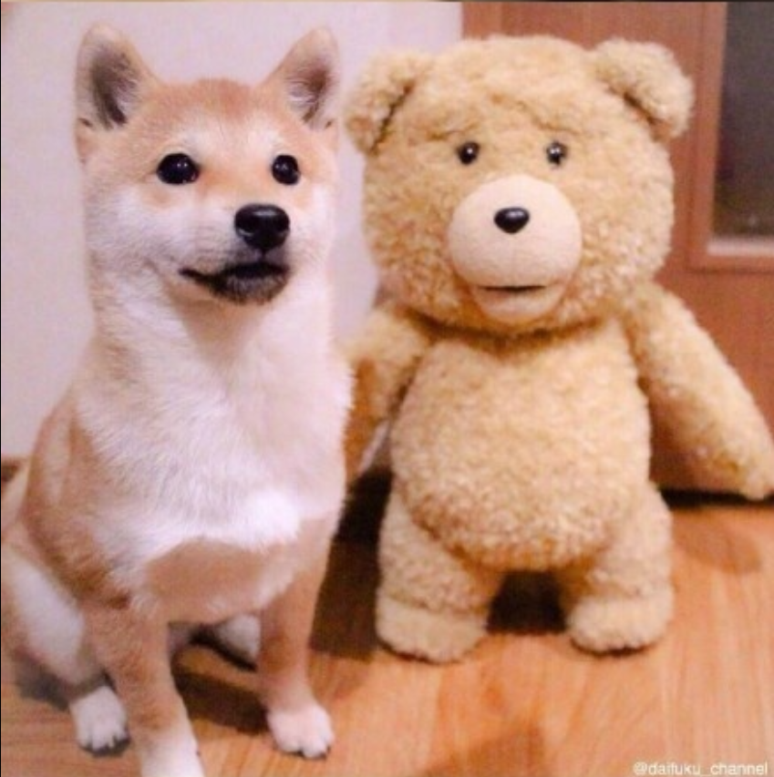 萌宠狗狗图片_可爱柴犬图片