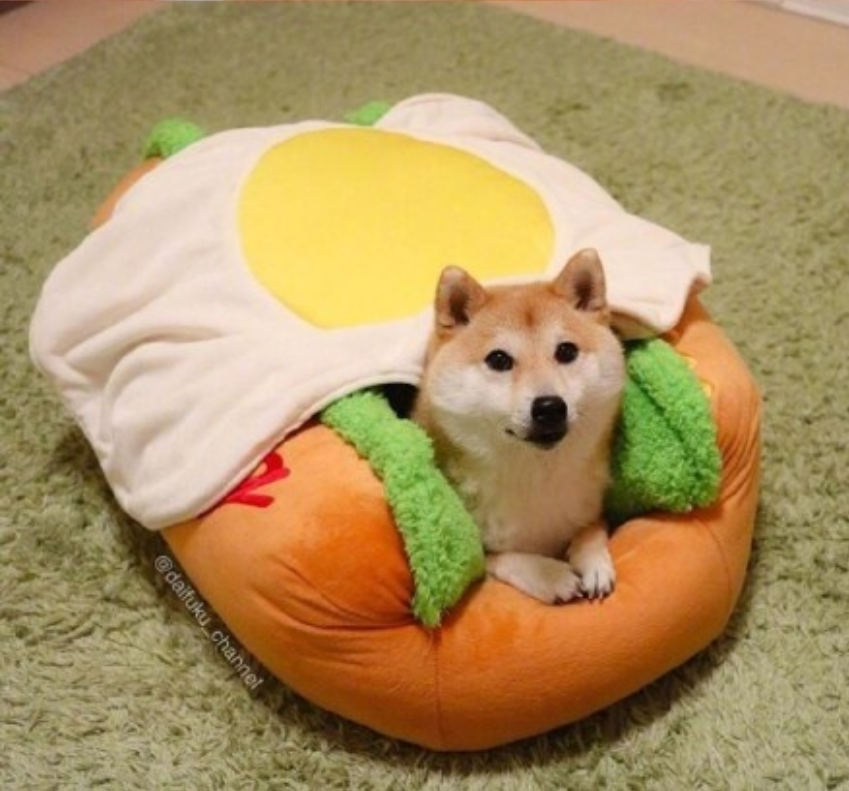 萌宠狗狗图片_可爱柴犬图片