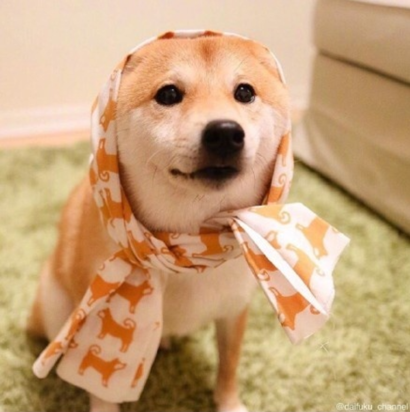 萌宠狗狗图片_可爱柴犬图片